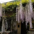 Immagine 2 azienda TRATTORIA DA OSCAR Ristorante in Lonato Del Garda BS