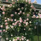 Immagine 5 azienda TRATTORIA DA OSCAR Ristorante in Lonato Del Garda BS