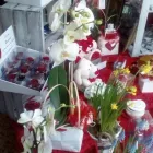Immagine 4 azienda TROPICAL FLOWER Shopping e acquisti in Samarate VA