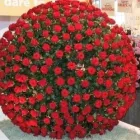 Immagine 7 azienda TROPICAL GARDEN Shopping e acquisti in Prato