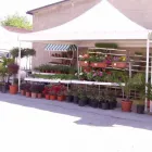 Immagine 2 azienda TUTTO PER L'AGRICOLTURA Vivaio in Rosolini SR