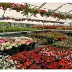 Immagine 1 azienda VERDE GARDEN SALERNO Vivaio in Salerno