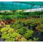Immagine 4 azienda VERDE GARDEN SALERNO Vivaio in Salerno