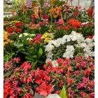 Immagine 7 azienda VERDE GARDEN SALERNO Vivaio in Salerno