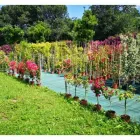 Immagine 8 azienda VERDE GARDEN SALERNO Vivaio in Salerno