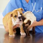 Immagine 2 azienda VETERINARIA FONTENUOVA DOTT. ROBERTO CARCIOFALI Veterinario in Fonte Nuova RM