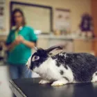 Immagine 3 azienda VETERINARIA FONTENUOVA DOTT. ROBERTO CARCIOFALI Veterinario in Fonte Nuova RM