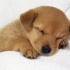 Immagine 4 azienda VETERINARIA FONTENUOVA DOTT. ROBERTO CARCIOFALI Veterinario in Fonte Nuova RM