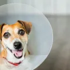 Immagine 5 azienda VETERINARIA FONTENUOVA DOTT. ROBERTO CARCIOFALI Veterinario in Fonte Nuova RM