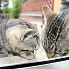 Immagine 6 azienda VETERINARIA FONTENUOVA DOTT. ROBERTO CARCIOFALI Veterinario in Fonte Nuova RM