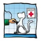 Immagine 1 azienda VETERINARIO CARUSO DR. STEFANO Veterinario in Varese
