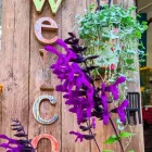 Immagine 3 azienda VIA COLETTI 71 FIORI Vivaio in San Giuliano A Mare Rn