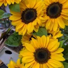 Immagine 6 azienda VIA COLETTI 71 FIORI Vivaio in San Giuliano A Mare Rn