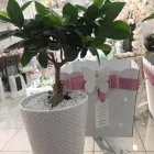 Immagine 2 azienda VIA MANZONI Stampa inviti in Frattamaggiore NA