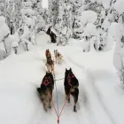 Immagine 1 azienda VIAGGI PINARELLA Viaggi e turismo in Cervia RA