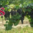 Immagine 1 azienda VINI GRIS - PRODUZIONE E VENDITA DIRETTA VINI Servizi agricoli in Gorgo Al Monticano TV