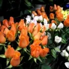 Immagine 7 azienda VITALFLOR S.N.C. Vivaio in Palermo