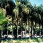 Immagine 1 azienda VIVAI ARONICA Vivaio in Aci Castello CT