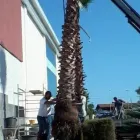 Immagine 2 azienda VIVAI ARONICA Vivaio in Aci Castello CT