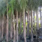 Immagine 3 azienda VIVAI ARONICA Vivaio in Aci Castello CT