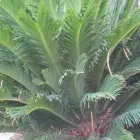 Immagine 5 azienda VIVAI ARONICA Vivaio in Aci Castello CT