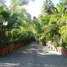 Immagine 6 azienda VIVAI ARONICA Vivaio in Aci Castello CT