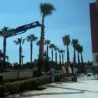 Immagine 7 azienda VIVAI ARONICA Vivaio in Aci Castello CT