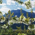 Immagine 1 azienda VIVAI AZIENDA AGRICOLA VINDIMIAN Vivaio in Lavis TN