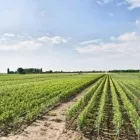 Immagine 2 azienda VIVAI AZIENDA AGRICOLA VINDIMIAN Vivaio in Lavis TN