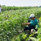 Immagine 3 azienda VIVAI AZIENDA AGRICOLA VINDIMIAN Vivaio in Lavis TN