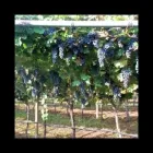 Immagine 4 azienda VIVAI AZIENDA AGRICOLA VINDIMIAN Vivaio in Lavis TN