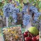 Immagine 5 azienda VIVAI AZIENDA AGRICOLA VINDIMIAN Vivaio in Lavis TN