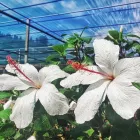 Immagine 1 azienda VIVAI BONACCORSO Vivaio in Messina