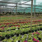 Immagine 2 azienda VIVAI BONACCORSO Vivaio in Messina