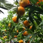 Immagine 3 azienda VIVAI BONACCORSO Vivaio in Messina