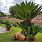 Immagine 4 azienda VIVAI BONACCORSO Vivaio in Messina