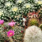 Immagine 6 azienda VIVAI BONACCORSO Vivaio in Messina