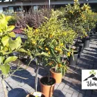 Immagine 2 azienda VIVAI ETNA Vivaio in Gravina Di Catania CT