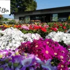 Immagine 4 azienda VIVAI ETNA Vivaio in Gravina Di Catania CT