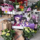 Immagine 5 azienda VIVAI ETNA Vivaio in Gravina Di Catania CT