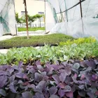 Immagine 2 azienda VIVAI LICCIARDI Vivaio in Venaria Reale TO