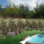 Immagine 3 azienda VIVAI MAISTO ANTONIO E FRANCESCO Vivaio in Melito Di Napoli NA