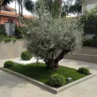 Immagine 4 azienda VIVAI MAISTO ANTONIO E FRANCESCO Vivaio in Melito Di Napoli NA