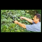 Immagine 2 azienda VIVAI PATUELLI WILMER Vivaio in Ravenna