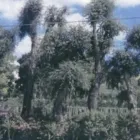 Immagine 3 azienda VIVAI PATUELLI WILMER Vivaio in Ravenna