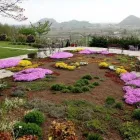 Immagine 4 azienda VIVAI PIANTE FORLIN Servizi professionali in Saccolongo PD