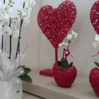 Immagine 5 azienda VIVAI ZAGNI Vivaio in Castel Goffredo MN