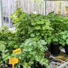 Immagine 1 azienda VIVAIO AVAGLIANO PIANTE Vivaio in Salerno