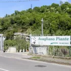 Immagine 2 azienda VIVAIO AVAGLIANO PIANTE Vivaio in Salerno