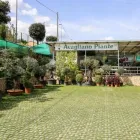 Immagine 3 azienda VIVAIO AVAGLIANO PIANTE Vivaio in Salerno
